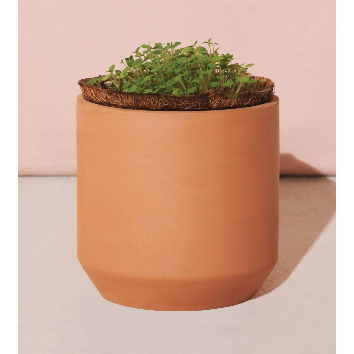 Modern Sprout® Tiny Terracotta Grow Kit Champagne Poppies
