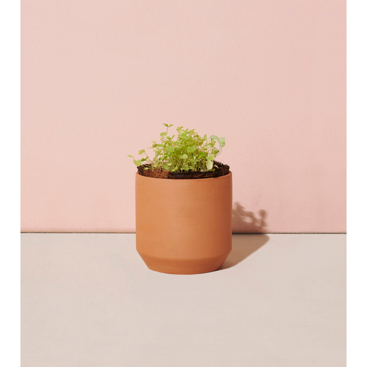 Modern Sprout® Tiny Terracotta Grow Kit Good Luck Clover